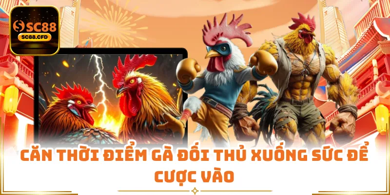 Căn thời điểm gà đối thủ xuống sức để cược vào