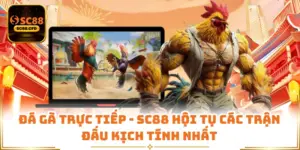 Đá Gà Trực Tiếp - SC88 Hội Tụ Các Trận Đấu Kịch Tính Nhất